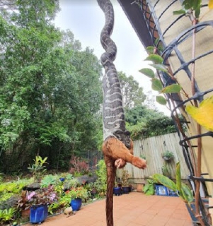 Vídeo flagra momento que cobra gigante invade quintal e devora mamífero