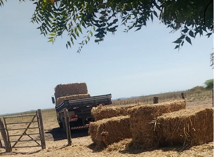 Agricultores e criadores de Sento-Sé já receberam mais de 150 toneladas de palhada
