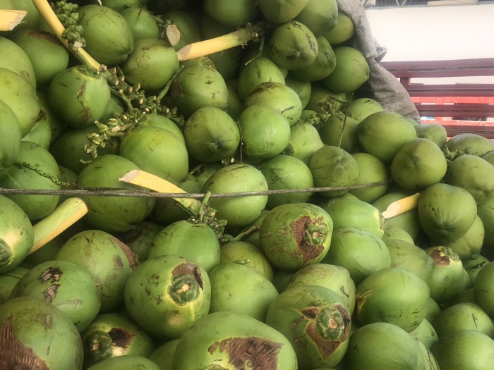 Coco verde continua sendo destaque no Mercado do Produtor de Juazeiro