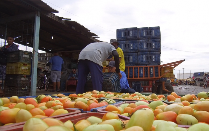 Preço do tomate cai no Mercado do Produtor de Juazeiro