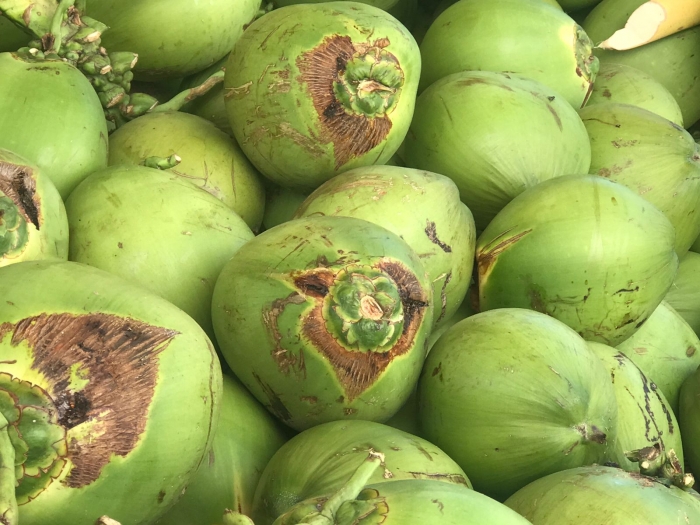 Coco verde está com preço mais alto esta semana no Mercado do Produtor de Juazeiro