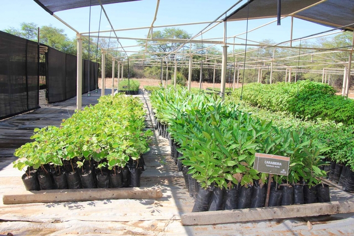 Agrovale amplia doação de mudas da Caatinga e vai atender duas cidades do Ceará